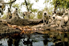 itinerary_bandhavgarh_monkeys Great India Wildlife Tour