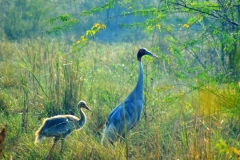 itinerary_bharatpur_sanctuary_birds_2 Rajasthan Heritage Tour Package