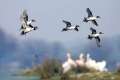itinerary_bharatpur_sanctuary_birds_3 Rajasthan Heritage Tour Package
