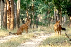 itinerary_kanha_fox Great India Wildlife Tour