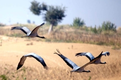 itinerary_keechan_birds_2 Best of North India Tour Package