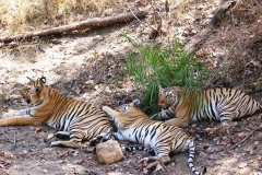 itinerary_pench_tiger Great India Wildlife Tour