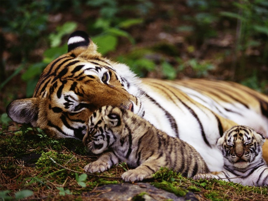 itinerary_ranthambore_3