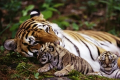 itinerary_ranthambore_3 Best of North India Tour Package