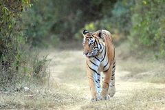 itinerary_sariska_tigersafari Wildlife Tour of India