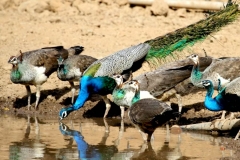 itinerary_sariska_wildlifeconversation Wildlife Tour of India