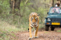 itinerary_ranthambore_1 Jaipur Ranthambore Day Trip