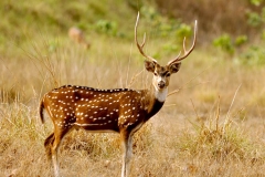 itinerary_gir_deer 9 Days Best of Gujarat with wildlife Tour Package