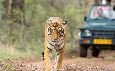 Golden Triangle tour with Ranthambore