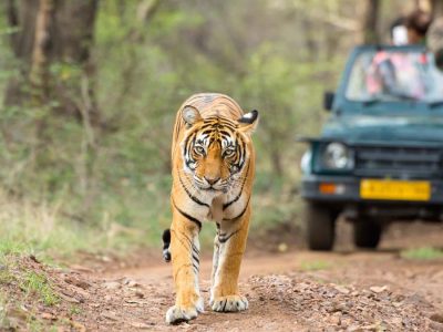 Golden Triangle tour with Ranthambore