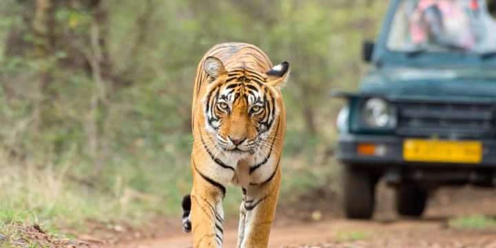 Golden Triangle tour with Ranthambore
