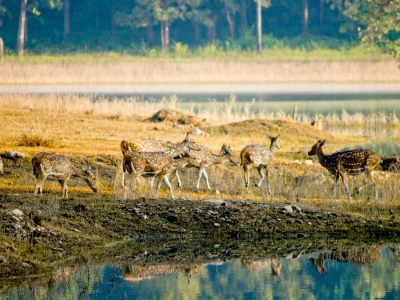 Great India Wildlife Tour