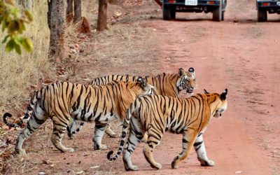 Quick Wildlife Tour of India