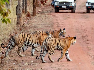 Quick Wildlife Tour of India