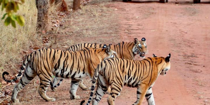 Quick Wildlife Tour of India