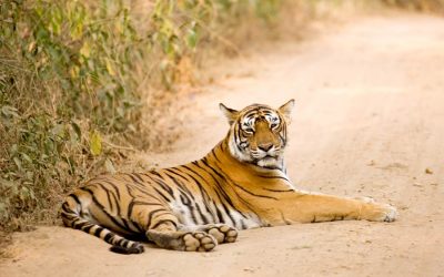 Rajasthan Wildlife Tour Package