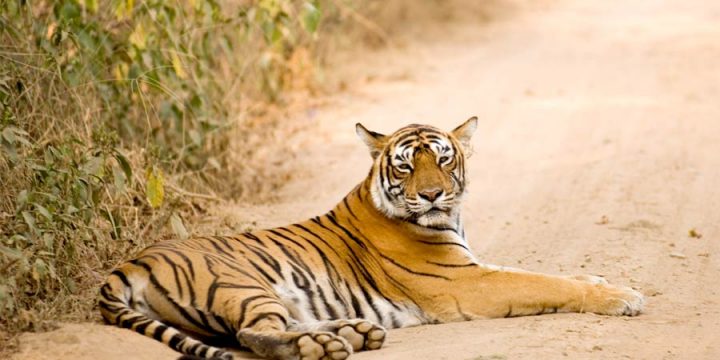 Rajasthan Wildlife Tour Package