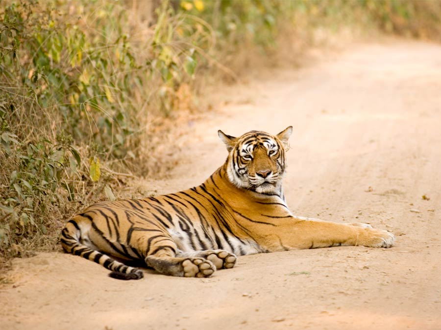 Rajasthan Wildlife Tour Package