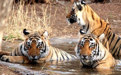 Rajasthan Wildlife and Heritage Tour Package