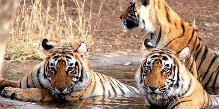 Rajasthan Wildlife and Heritage Tour Package