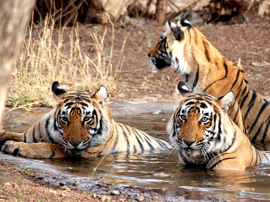 Rajasthan Wildlife and Heritage Tour Package