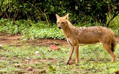 Short Rajasthan Tour Package