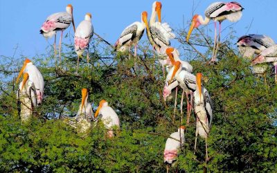 Taj Mahal with Wildlife Tour Package