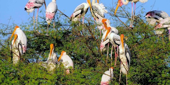 Taj Mahal with Wildlife Tour Package