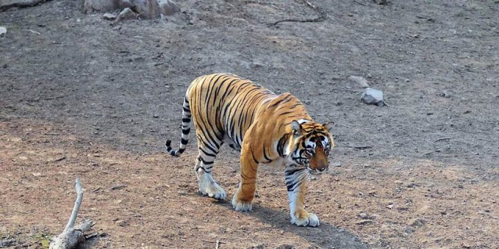 Wildlife Tour of India